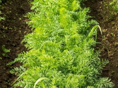 Cenoura - Crédito: Shutterstock