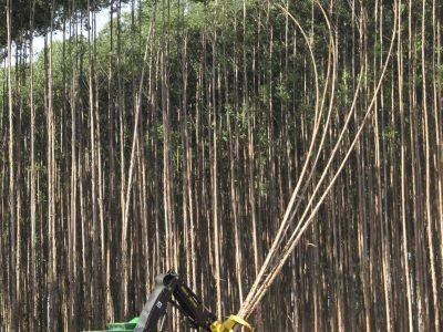 Silvicultura - Crédito: Luize Hess