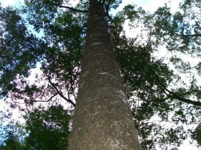 Jequitibá - Foto: Futuro Florestal