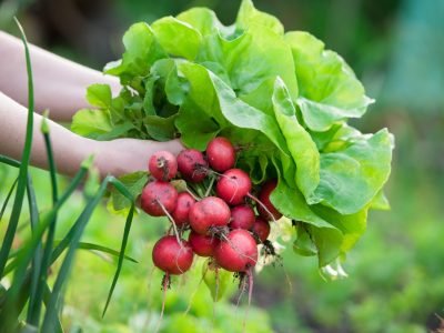 Rabanete - Fotos: Shutterstock