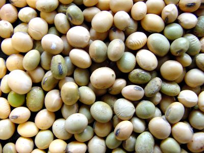 Semente de soja esverdeada - Créditos José B. França-Neto