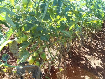 Tomate - Crédito: Daniel Lage