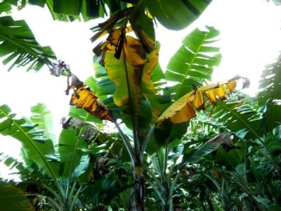 Mal-do-panamá - Crédito UFRGS