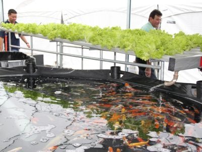 Aquaponia - Crédito: Ana Maria Diniz