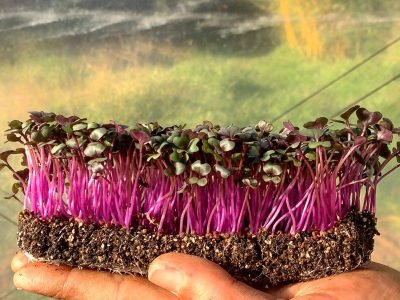 Microverdes _ Foto: Isla