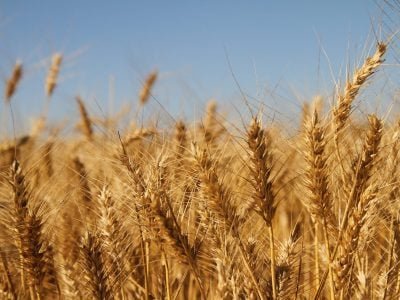 Trigo -Crédito: Biotrigo