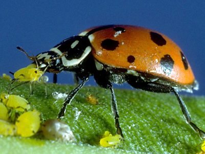 Inseto- Crédito: Jorge Barcelos