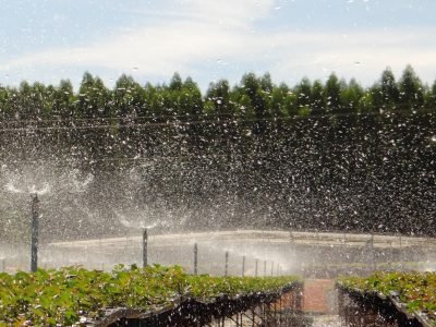 Irrigação -  Crédito: Cláudio Roberto Ribeiro