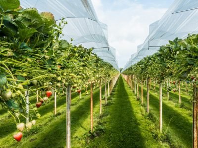 Morango suspenso - Crédito: Shutterstock