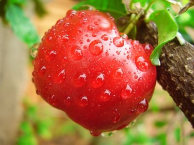 Acerola – fruta rica em vitamina C cultivada no Brasil