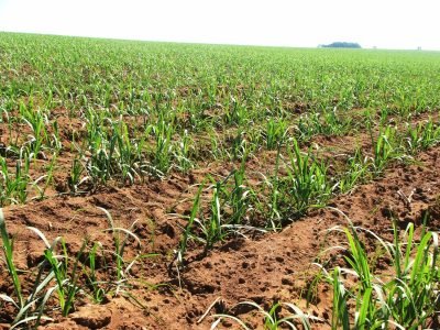 Plantação de Cana _ Créditos: Ana Maria