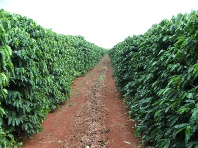Plantação de café - Crédito: Ana Maria Diniz