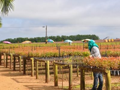 Viveiro - Créditos: Fernando Cezar Juliatti