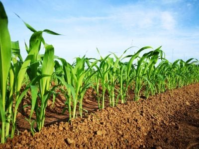 Milho - Fotos: Shutterstock