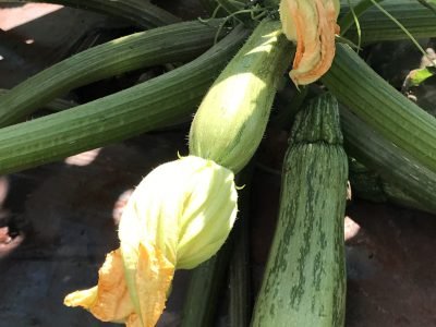 Abóbora - Fotos: Miriam Lins