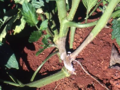 Mofo branco - Créditos: Embrapa