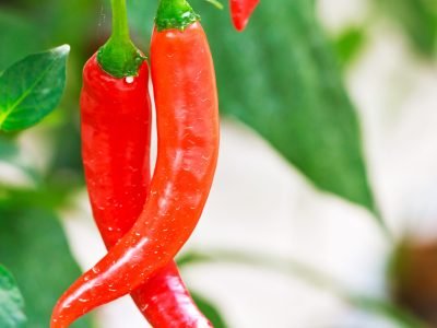 Pimenta - Crédito: Shutterstock