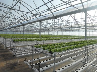 Cultivo protegido - Crédito: Glaucio Genuncio