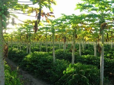 Mamão - Crédito: Satis