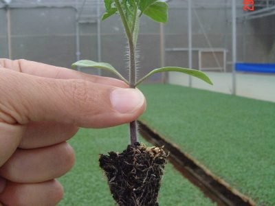 Muda de tomate - Crédito: Vivati