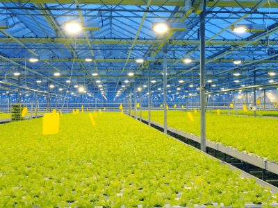 Cultivo protegido - Foto: Shutterstock