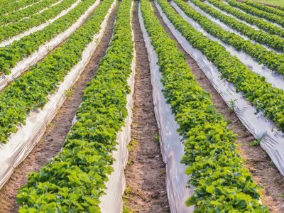 Plantio de morango - Crédito: Shutterstock