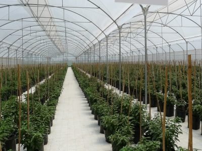 Cultivo protegido de pimentão - Crédito: Arrigoni