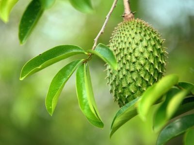 Graviola - Crédito: Shutterstock