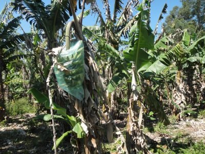 Bananeira - Crédito: Léa Cunha