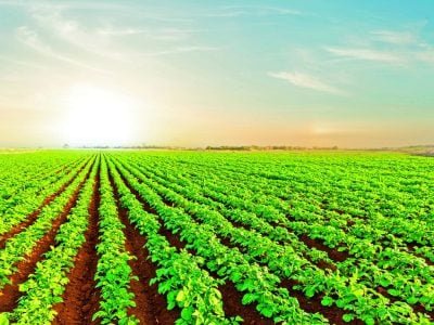 Batata - Crédito: shutterstock