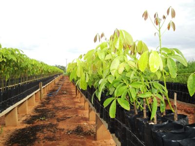 Mudas de seringueira - Crédito: Paulo Brito