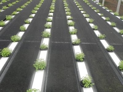 Agrião hidropônico - Crédito: Weber Velho