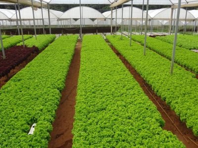 Cultivo protegido - Crédito: Waldomiro Borba