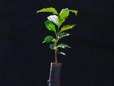 Clone de café - Crédito: Marcelo André