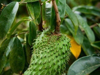 Graviola - Crédito: Freepik