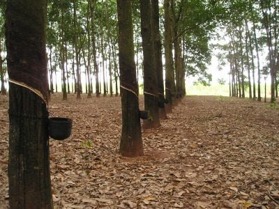 Produção de látex - Créditos: Instituto Biológico