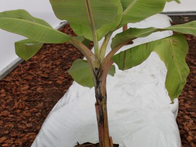 Banana - Crédito: Luize Hess