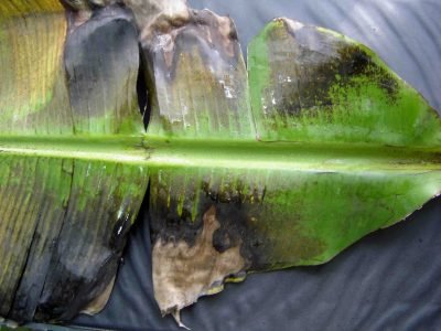 Folha da bananeira - Crédito: Crédito: Valmir Duarte