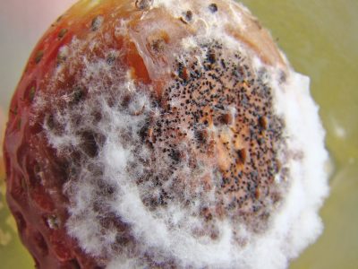 Como controlar a podridão em morangueiro?