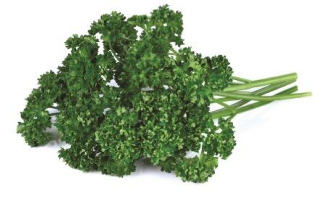 parsley isolated on a white background