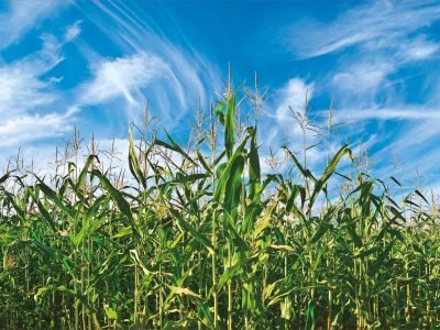 Fosfitos: Como as plantas se comportam na sua presença?