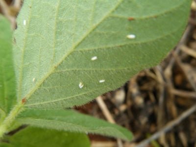 Moscas-brancas - Crédito Cecília Czepak