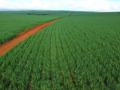 Plantação de Cana - Créditos: Shutterstock