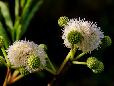 Acácia negra - Crédito: Shutterstock