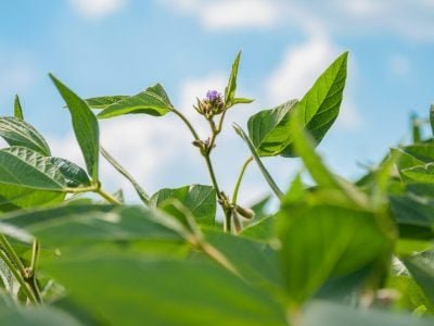 Lavoura - Fotos: Shutterstock