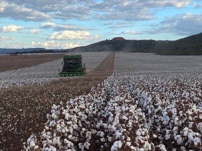 Algodão - Crédito: José Lusimar