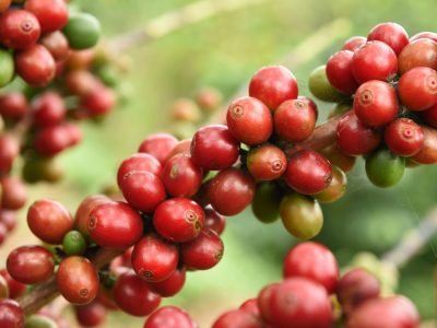 Café - Foto: Shutterstock