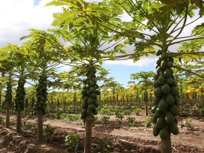 Mamão - Crédito: Shutterstock