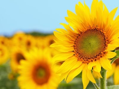 Girassol - Crédito Shutterstock