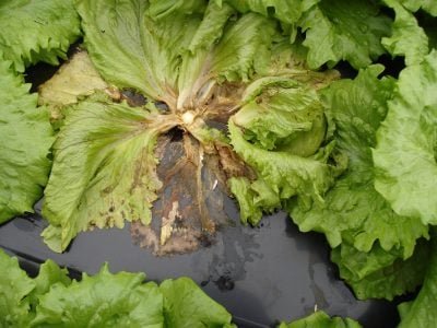 Alface - Crédito: UFRGS